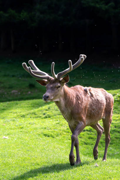 istock Deer on a lawn in the Carpathians, Romania 1401892061