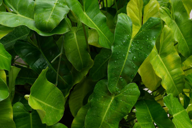 istock Green leaves after the rain 1401892290