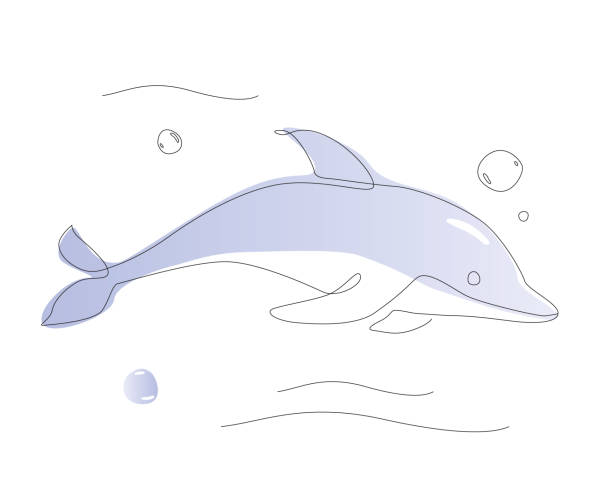 1,591 Cartoon Of Outline Of Dolphin Illustrations & Clip Art - iStock