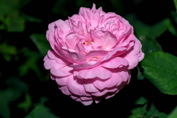 istock Blooming bud of pink rose 1401892736