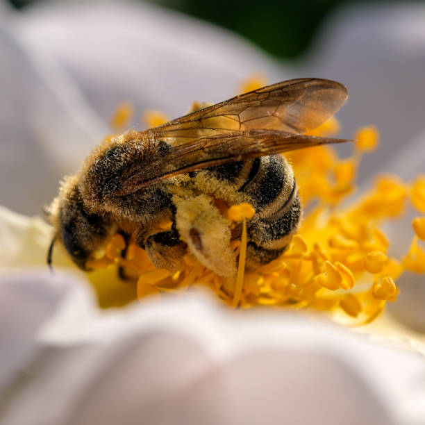 istock Honey bee on a rosehip flower 1401892752