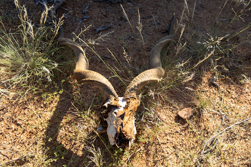 The scull and horns of what was a male Kudu antelope. The kudu is native to the African Continent