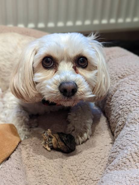 istock Dog Guarding Treat 1401893602