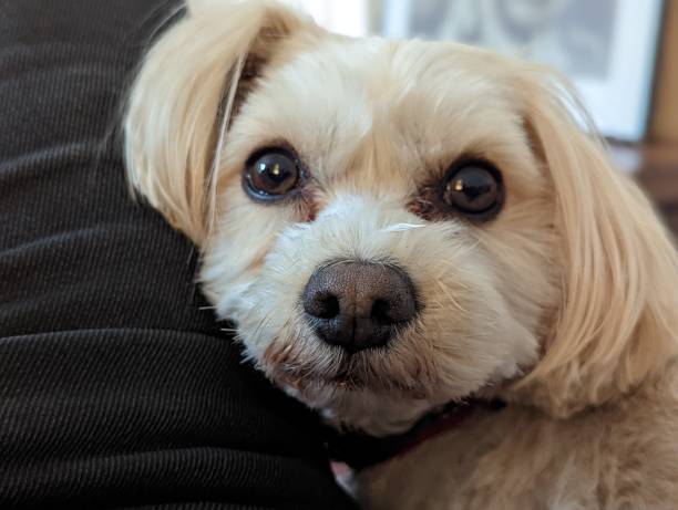 istock Dog Looking Full Of Love 1401893611