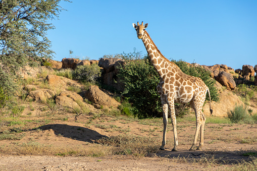 Giraffe in the Kalahari desert area of South Africa.