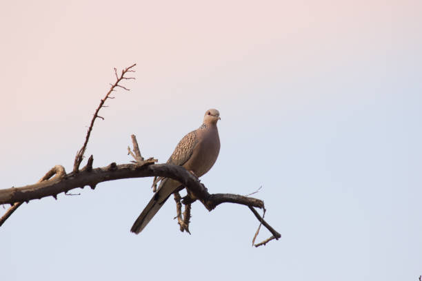 istock Turtle Dove sitting on the tree branch 1401894178