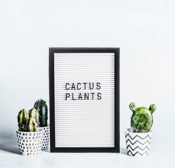 istock Various cactus plants in pots around letter board on modern desktop background. Succulent house indoor plants concept 1401895161
