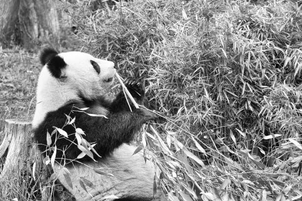 istock big panda in black and white, sitting eating bamboo. Endangered species. 1401895643