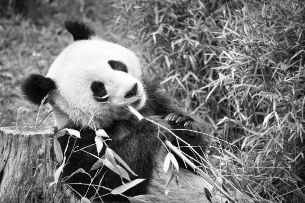 istock big panda in black and white, sitting eating bamboo. Endangered species. 1401895747