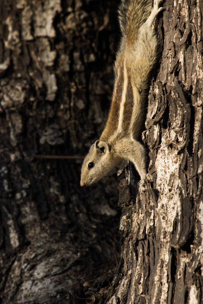 istock Squirrel or Rodent or also known as Chipmunk on the tree trunk 1401896436