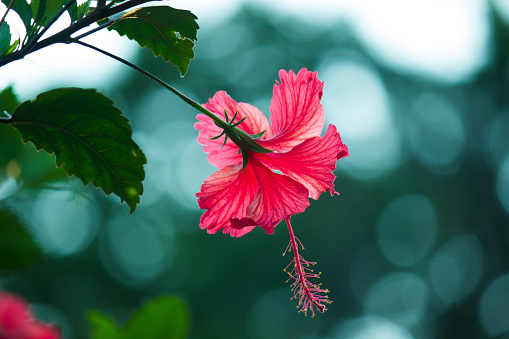 Hibiscus is a genus of flowering plants in the mallow family, Malvaceae. The genus is quite large, comprising several hundred species that are native to warm-temperate, subtropical and tropical regions throughout the world.