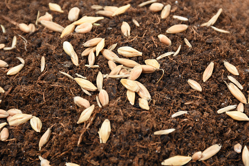 Grass seeds on the soil, fertile garden soil with seeds for lawn, close-up grass seeds