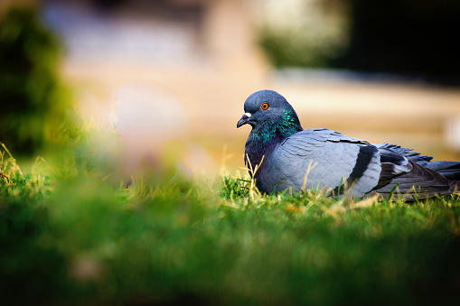 Pigeons and doves constitute the bird family Columbidae and the order Columbiformes, which includes about 42 genera and 310 species. The related word \