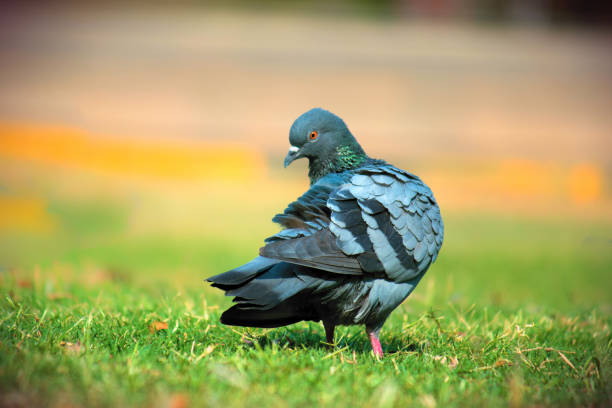 Pigeons and doves constitute the bird family Columbidae and the order Columbiformes, which includes about 42 genera and 310 species. The related word \