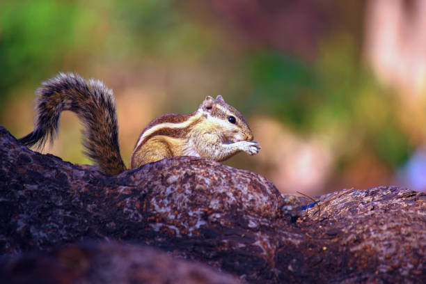 istock Squirrel or Rodent or also known as Chipmunk  standing paused on the tree trunk in its natural environment 1401896860