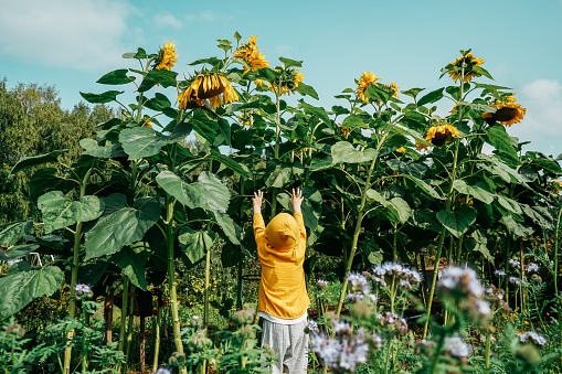 Little boy near big sunflowers in garden. Boy in yellow sweater.