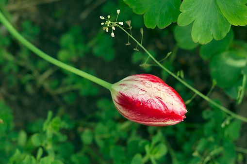 Tulip bud after rain, red-white petals covered with water drops, flower bud closed, spring mood