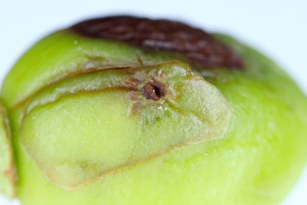 istock Cherry weevil or stone fruit weevil Anthonomus Furcipes rectirostris. An egg laid under the skin of an unripe cherry fruit. 1401899242