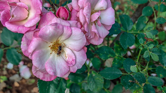 Photo of pink rose in park and bee.