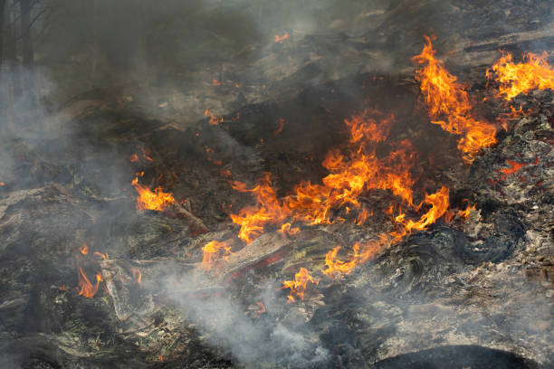 istock Fire in forest. Smoke and fire in nature. Burning garbage. 1401902128