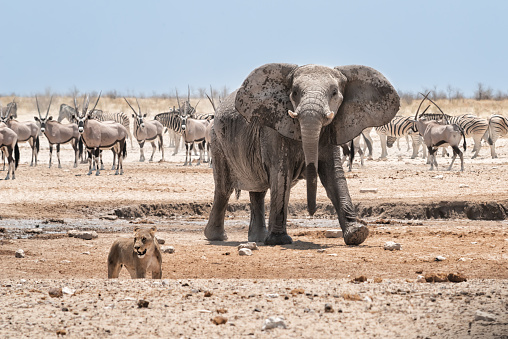 Elephant chases a lioness away from the waterhole and defends her water. Etosha national park, Namibia, Africa