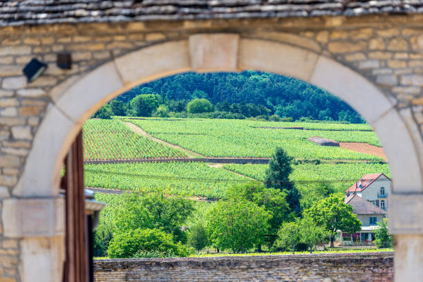 Through the arched doorway View through a decorative arched doorway towards the vineyards beyond landscape arch photos stock pictures, royalty-free photos & images