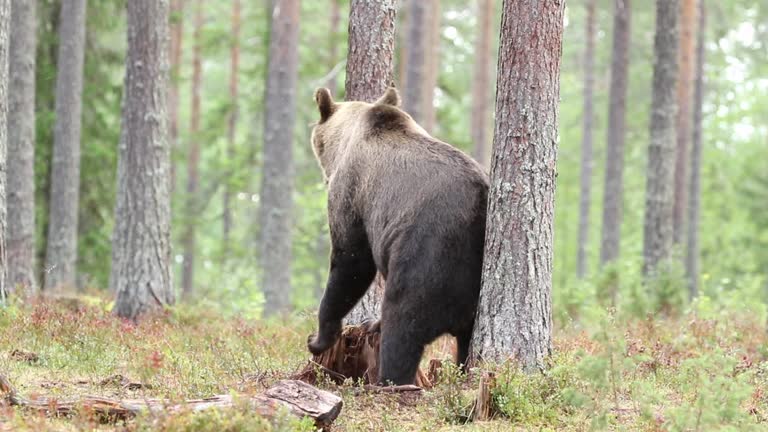 Brown bear (Ursus arctos) rubbing its back against tree