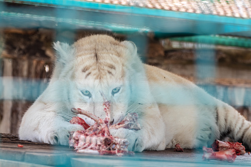 White tiger with black stripes (Panthera tigris) eating raw meat on wooden platform in aviary cage. Close-up view with blurred background. Wild animals, big cat