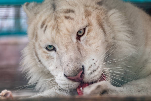 istock White tiger laying down, eating meat, wild animal 1401906391