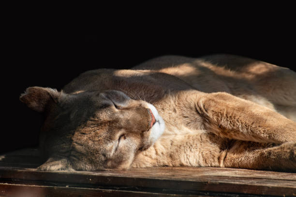 istock Cougar wild cat animal sleeping, black background 1401906472