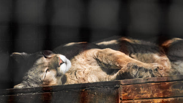 Cougar (Puma concolor) big strong wild cat animal peacefully sleeping in aviary, sunny close-up with black background and cage pattern