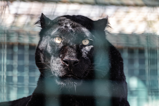 Black panther with nice fur and yellow eyes look forward. Wild cat, melanistic color variant of leopard (Panthera pardus) in cage aviary in zoo