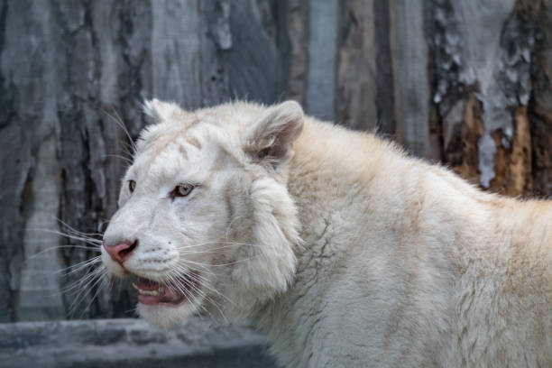 istock White young tiger with long whiskers portrait 1401907407