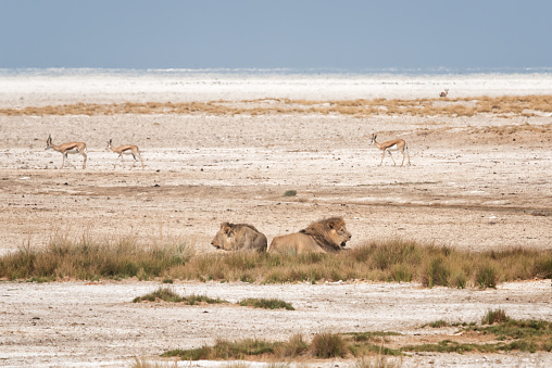 Very Regal Lioness Portrait in Etosha Reserve Namibia Africa