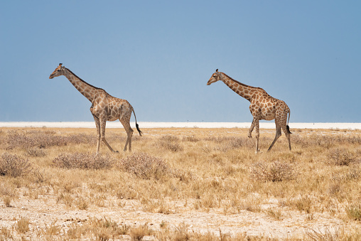 Two giraffes at the edge of the Etosha Pan of the National Park of the same name in Namibia, Africa