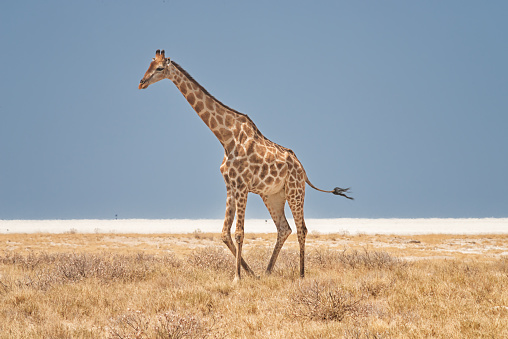 One huge giraffe at the edge of the Etosha Pan of the National Park of the same name in Namibia, Africa