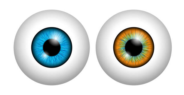 ilustraciones, imágenes clip art, dibujos animados e iconos de stock de conjunto de globo ocular humano realista aislado o de cerca de la retina del globo ocular humano con pupila e iris. vector eps - brown eyes