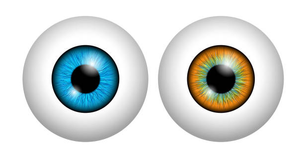 Ojos Marrones Vectores Libres de Derechos - iStock Ojos Marrones Vectores Libres de Derechos - iStock