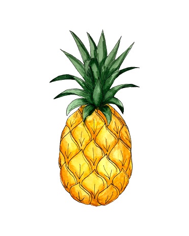 Pineapple vector watercolor sketch, black outline, orange green color, hand drawing, on a white background, isolated. Vector illustration