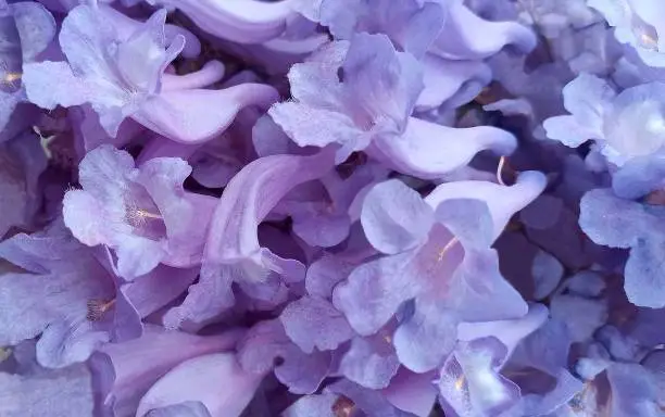 floral background, blue flowers - bells of a tree - jacaranda, in blur, close up