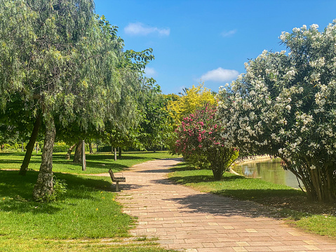 Varieties of trees along footpath in the Turia Garden in Valencia, Spain
