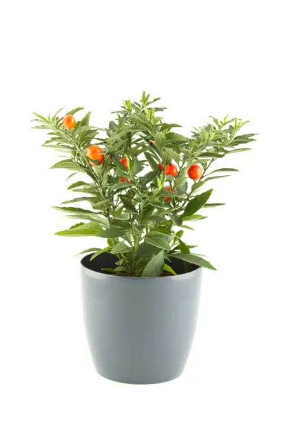 Close-up of the plant in a pot of solanum. Christmas cherry plant on white