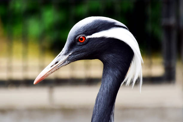 grey Demoisell crane head side profile closeup stock photo