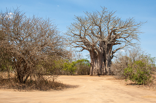 Giant baobab tree off a dirt road in the Kruger National Park