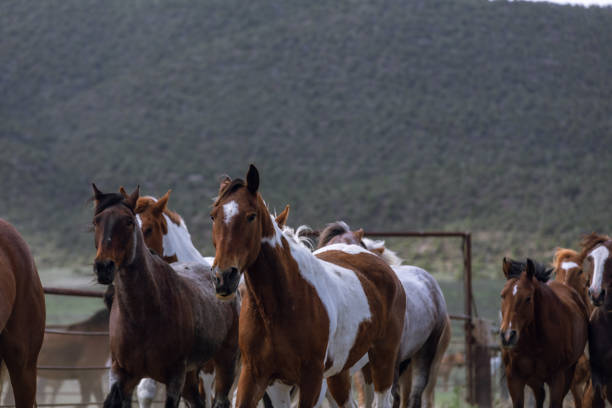 istock ranch horse herd round up American west 1401914376