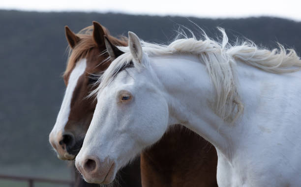 istock ranch horse herd round up American west 1401914441