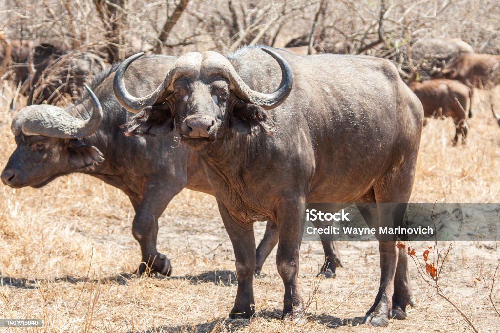 An African Buffalo staring down the lens in the Kruger Park Africa Stock Photo
