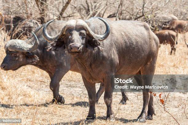 An African Buffalo Staring Down The Lens In The Kruger Park Stock Photo - Download Image Now