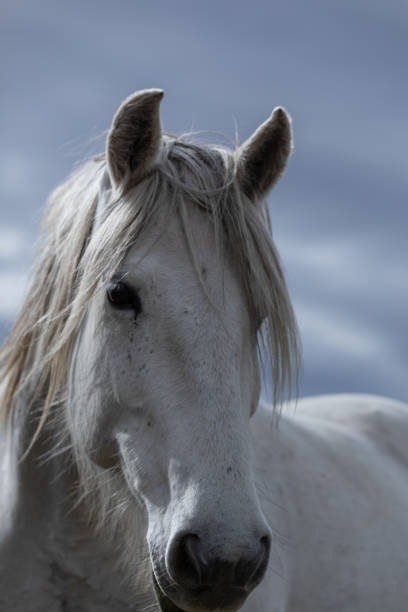 istock ranch horse herd round up American west 1401915264