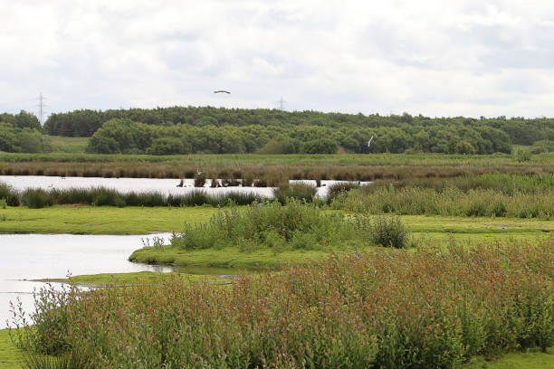istock A beautiful landscape shot at a nature reserve 1401915573